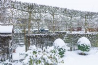 View of formal walled town garden in winter. Box topiary, pleached field maples - Acer campestre - and hawthorn hedges - Crataegus monogyna - divide the garden into compartments. December