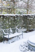 Snow covered wrought iron regency style garden seat beside hawthorn hedge - Crataegus monogyna with pleached field maples - Acer campestre - above. December