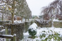 View of formal walled town garden in winter. Betula pendula 'Youngii' - weeping birch. Box topiary, pleached field maples - Acer campestre - and hawthorn hedges - Crataegus monogyna - dividing a garden into compartments. December