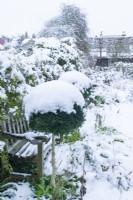 View along garden path and adjacent herbaceous borders covered with snow. Pair of box topiary spheres on either side of a wooden garden bench. December.