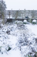Garden path and adjacent herbaceous borders covered with snow. View looking towards gap in internal hedges, pleached trees and box topiary. December.