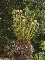 Dicksonia antarctica - emerging fronds of Tree Fern