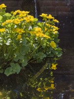 Caltha palustris in garden pond