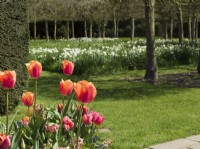 Tulipa - Tulips in container with meadow of narcissus and Italian Alders behind