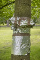 Tin foil 'shelf' around trunk of Juglans Regia - Walnut tree - to prevent squirrels stealing the walnuts, at The Burrows Gardens, Derbyshire, in August