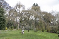 Betula pendula 'Youngii' at Winterbourne Botanic Garden - April