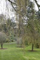 Betula pendula 'Youngii' at Winterbourne Botanic Garden - April
