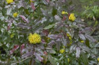 Mahonia aquifolium - April