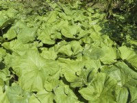 Petasites japonicus - - Bog Rhubarb, Butterbur leaves