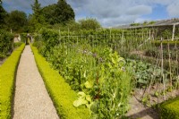 Pathway along the bottom of the sloping kitchen garden, bordered by box hedging Buxus sempervirens. Other plants include rainbow chard, beans and salsify in flower.