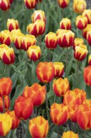 Tulipa 'Flair' - Single Early Tulip