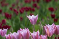Tulipa 'Mistress Mystic' - Triumph Tulip