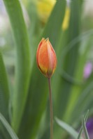 Tulipa orphanidea Whittallii - Tulip