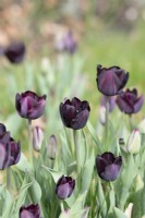 Tulipa 'Paul Scherer' - Triumph Tulip