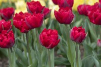 Tulipa 'Scarlet Verona' - Double Early Tulip