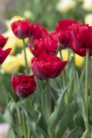 Tulipa 'Scarlet Verona' - Double Early Tulip