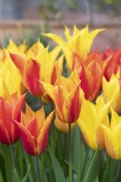 Tulipa 'Vendee Globe' - Lily Flowering tulip