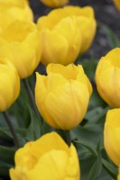 Tulipa 'Yellow Flair' - Single early tulip