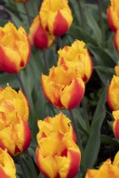 Tulipa 'Flair Fringed' - Tulip