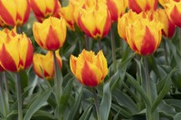 Tulip 'Flair Fringed' - Tulip