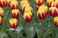 Tulipa 'Keizerskroon' - Single Early Tulip
