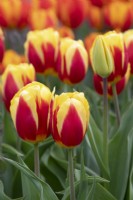 Tulipa 'Keizerskroon' - Single Early Tulip