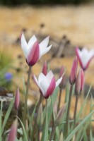 Tulipa clusiana 'Peppermint Stick' - Tulip