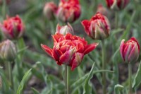 Tulipa 'Rene Menard' - Double Early Tulip
