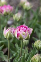 Tulipa 'Renoir' - Double Early Tulip
