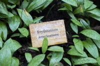 Wooden engraved plant label for Erythronium americanum.  April
