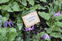 Engraved wooden plant label for  Erythronium revolutum. April