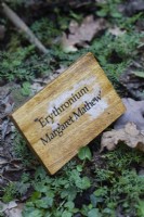 Wooden engraved plant label for Erythronium 'Margaret Mathew'. April