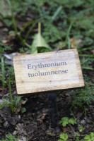 Engraved wooden plant label for Eythronium tuolumnense. April