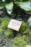 Engraved wooden plant label for Erythronium 'Sundisc'. April