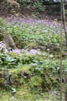 Erythronium 'Janice' in foreground with Erythronium revolutum behind. April