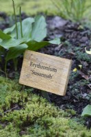 Engraved wooden plant label for Erythronium 'Susannah'. April