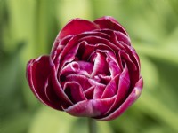 Tulipa 'Dream Touch'