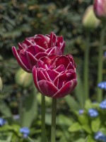 Tulipa 'Dream Touch'