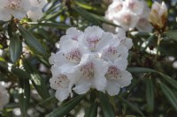 Rhododendron 'Treasure'
