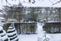 View of formal walled town garden in winter with pleached field maples - Acer campestre - and hawthorn hedges - Crataegus monogyna - dividing a garden into compartments. Topiary spiral box trees. December