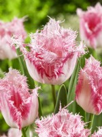 Tulipa Crispa Drakensteyn, spring April