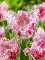 Tulipa Crispa Drakensteyn, spring April