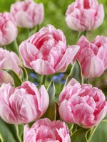 Tulipa Double Early Foxtrot Design, spring April