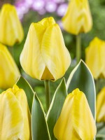 Tulipa Darwin Hybrid Jaap Groot, spring April