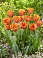 Tulipa Crispa Ogene, spring April