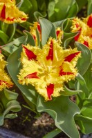Tulipa Crispa Phantom, spring April