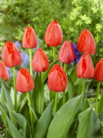 Tulipa Darwin Hybrid Red Pride Zantured, spring April