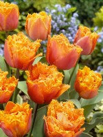 Tulipa Crispa Orange Passion, spring May