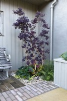 View of a small cut out gravel bed in courtyard garden with uplighting on a  Cotinus coggygria 'Royal Purple' - smokebush 'Royal Purple', wooden boardwalk, brick and sandstone paving.

Plants include Hakonechloa macra, fern and Brunnera macrophylla 'Betty Bowring'.

Design by Semple Begg