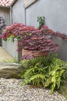 View of a small courtyard garden border including a crimson foliage Acer palmatum var. dissectum cv - Japanese maple in terracota pot underplanted with a Dryopteris erythrosora var. prolifica -autumn fern and Hakonechloa macra.

Design by Semple Begg